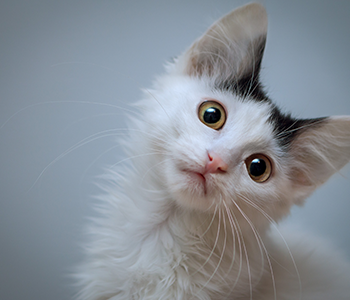 chat déprimé